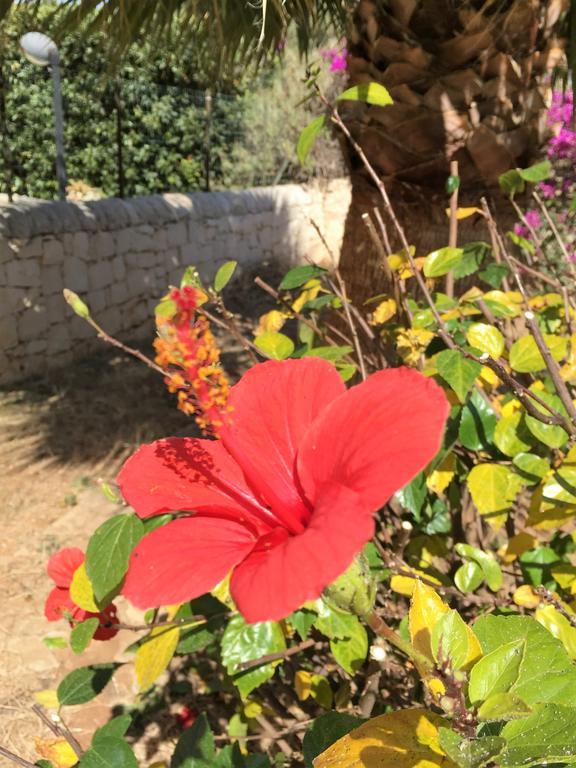 Hibiscus Rosso Villa Donnalucata  Exterior photo